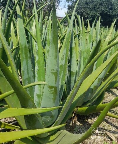 فروش آلوئه ورا