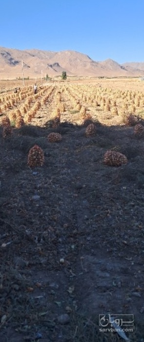 فروش پیاز زرد