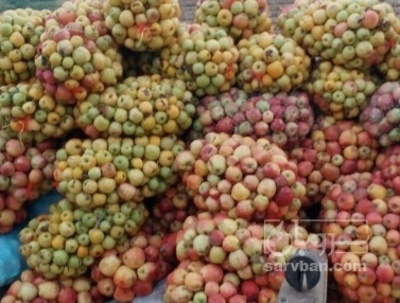 فروش سیب پادرختی