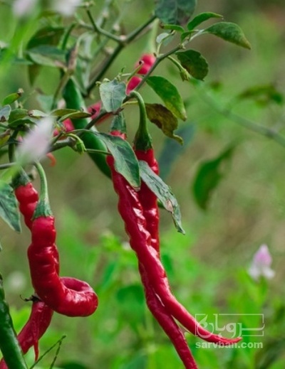 فروش فلفل تند