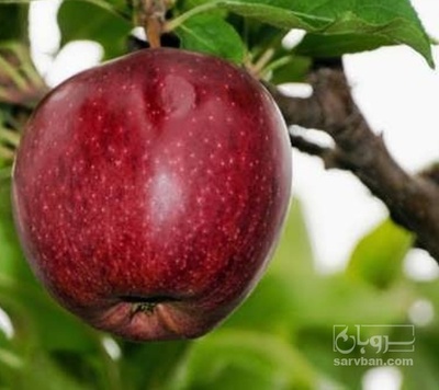 فروش سیب قرمز سردرختی