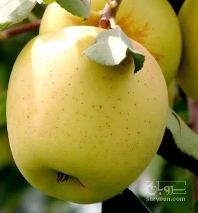 فروش سیب زرد سردرختی