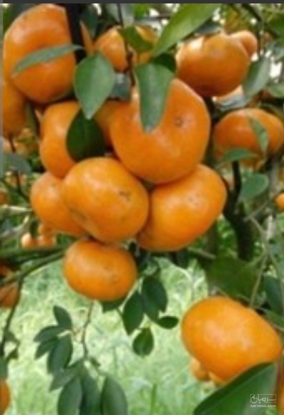 فروش نارنگی