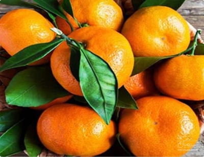 فروش نارنگی محلی