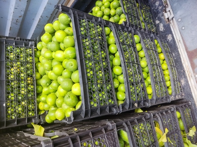 فروش لیموترش