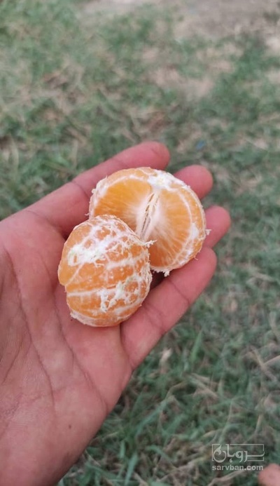 فروش نارنگی ژاپنی 2