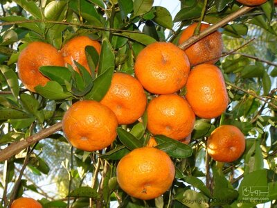 فروش نارنگی ژاپنی