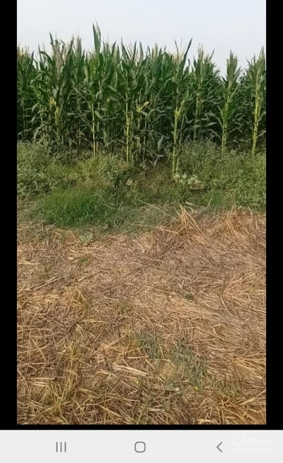 فروش ذرت علوفه ای