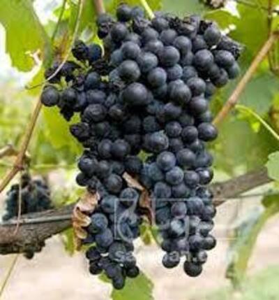 فروش انگور سیاه