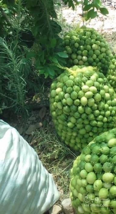 فروش لیموترش