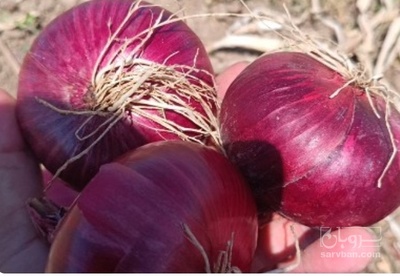 فروش پیاز قرمز