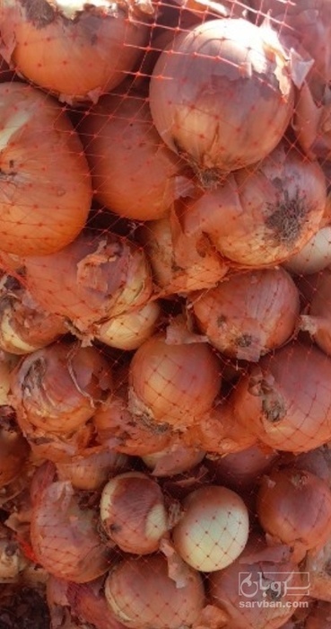 فروش پیاز زرد