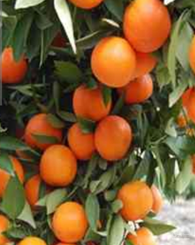 فروش نارنگی