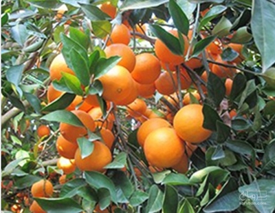 فروش پرتقال تامسون