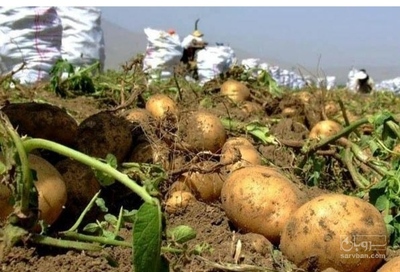 فروش سیب زمینی بامبو