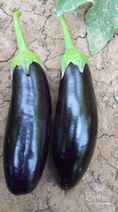فروش بادمجان هوای آزاد