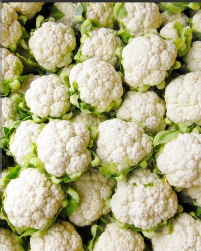 فروش گل کلم