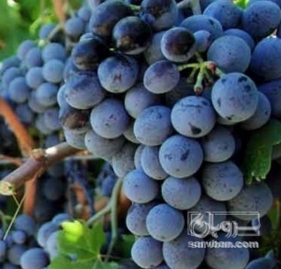 فروش انگور شانی