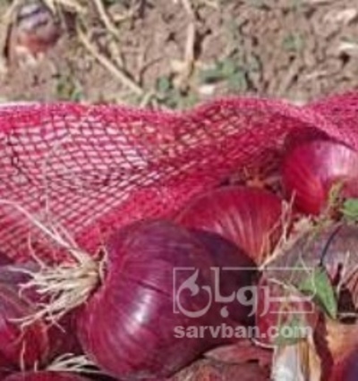 فروش پیاز قرمز