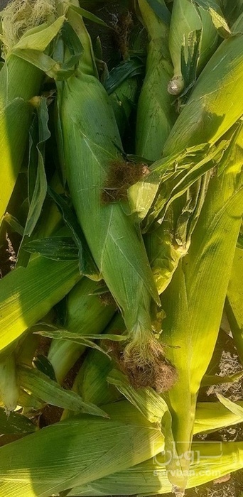 فروش ذرت مکزیکی