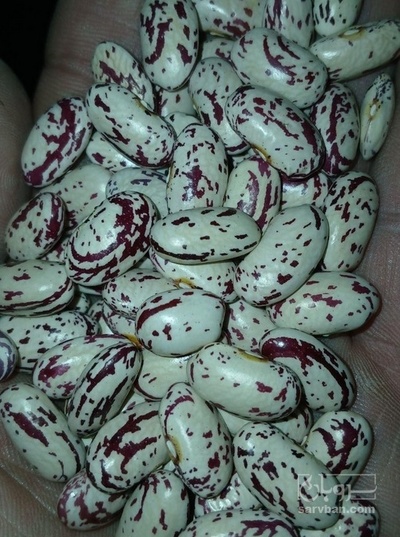 فروش لوبیا چیتی