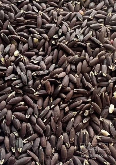 فروش کنجد بذری