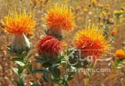 فروش گلرنگ ( ادویه جات )