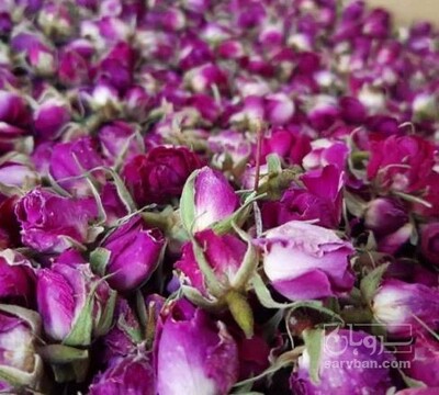 فروش غنچه گل محمدی (گیاه‌ دارویی)