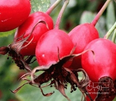 فروش میوه  نسترن تازه