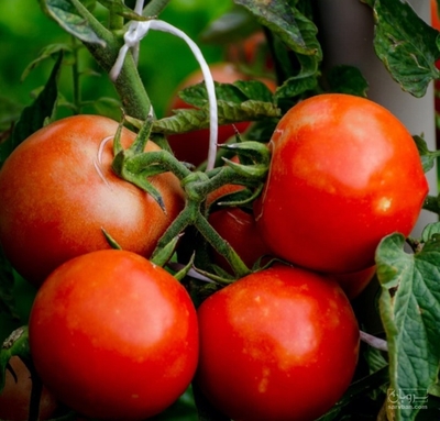 فروش گوجه فرنگی