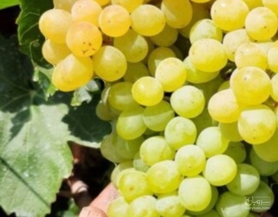 فروش انگور