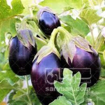 فروش بادمجان دلمه ای
