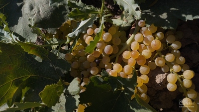 فروش انگور شیره ای