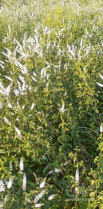 فروش نعناع فلفلی تازه