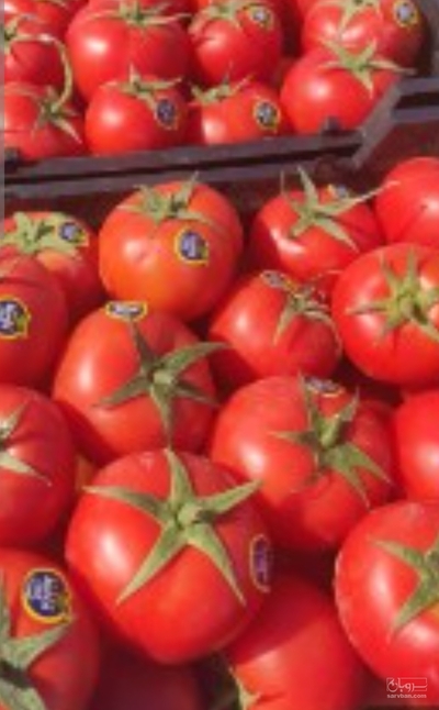 فروش گوجه فرنگی بروبیو