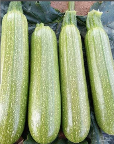 فروش کدو  سبز