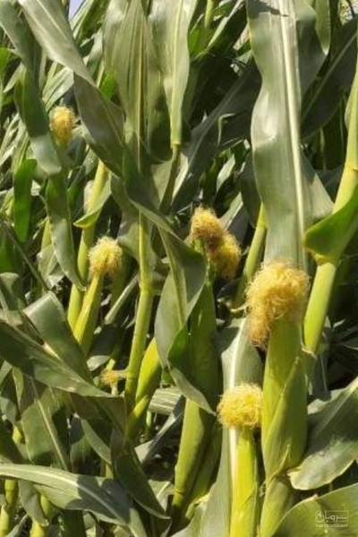 فروش ذرت علوفه ای