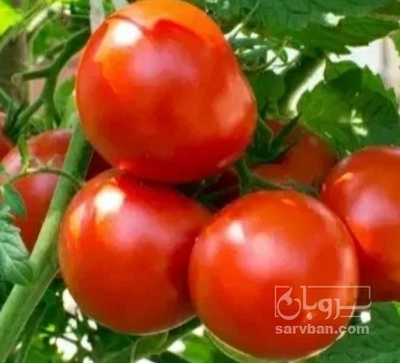 فروش گوجه فرنگی برنتا