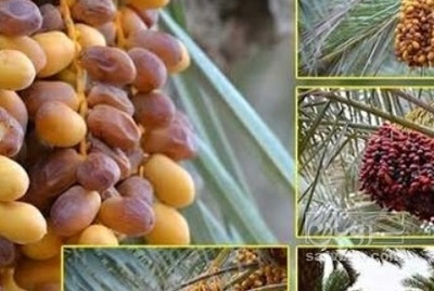 فروش خرما