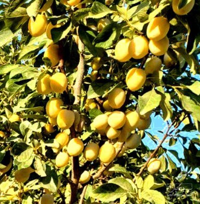 فروش آلو بخارا