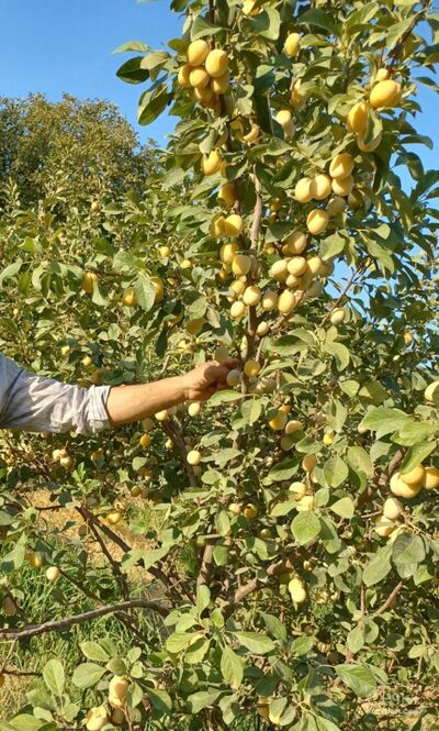 فروش آلو زرد