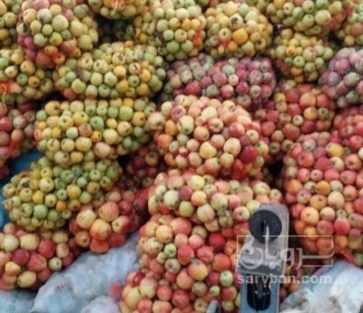 فروش سیب پادرختی