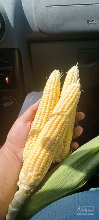 فروش ذرت مکزیکی