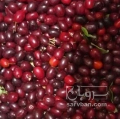 فروش زغال اخته تازه