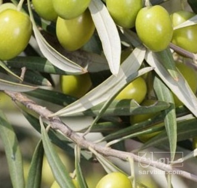 فروش زیتون سبز