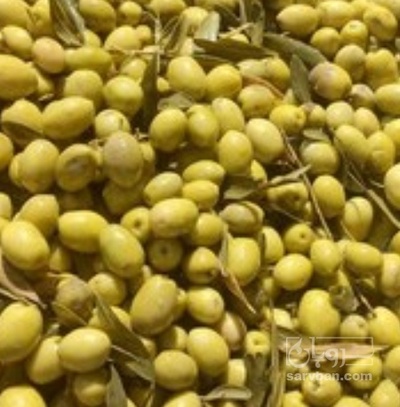 فروش زیتون مخلوط