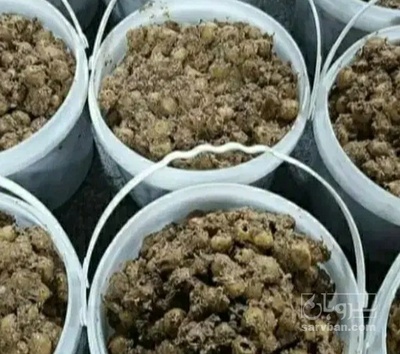 فروش زیتون پرورده