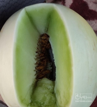 فروش خربزه سفید