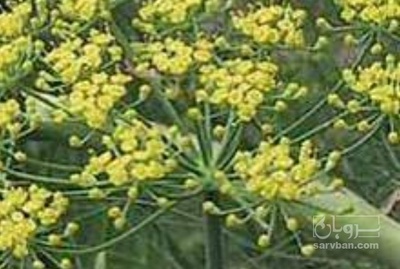 فروش کلش رازیانه (گیاه‌ دارویی)