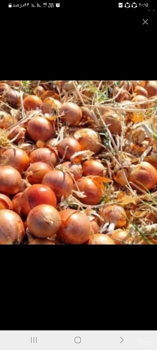 فروش پیاز زرد